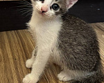 Кошки в Москве: Котенок Фифочка Девочка, Бесплатно - фото 7