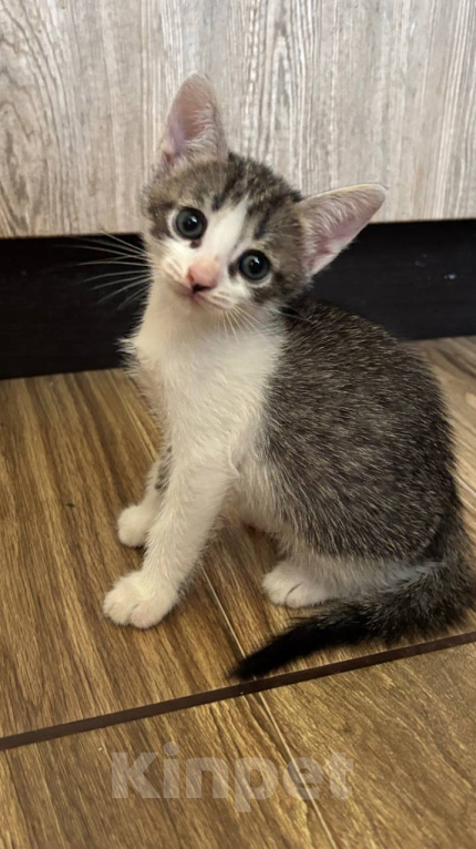 Кошки в Москве: Котенок Фифочка Девочка, Бесплатно - фото 7