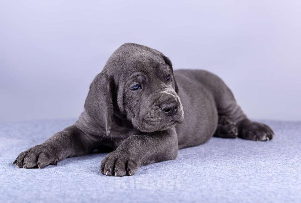 Собаки в Нижнем Новгороде: Немецкий Дог Чемпион Моего Сердца (Синяя лента) Мальчик, 100 000 руб. - фото 6