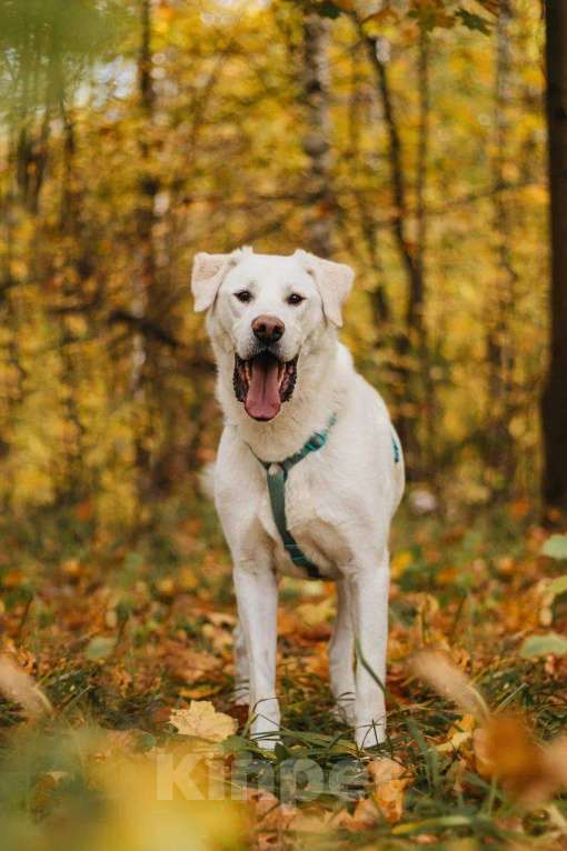 Собаки в Москве: Сахарок ищет дом Мальчик, Бесплатно - фото 3