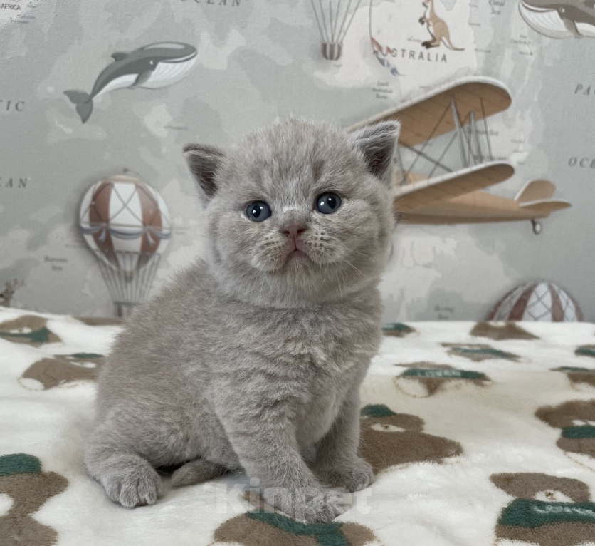 Кошки в Санкт-Петербурге: Британский мальчик Давид Мальчик, 40 000 руб. - фото 1