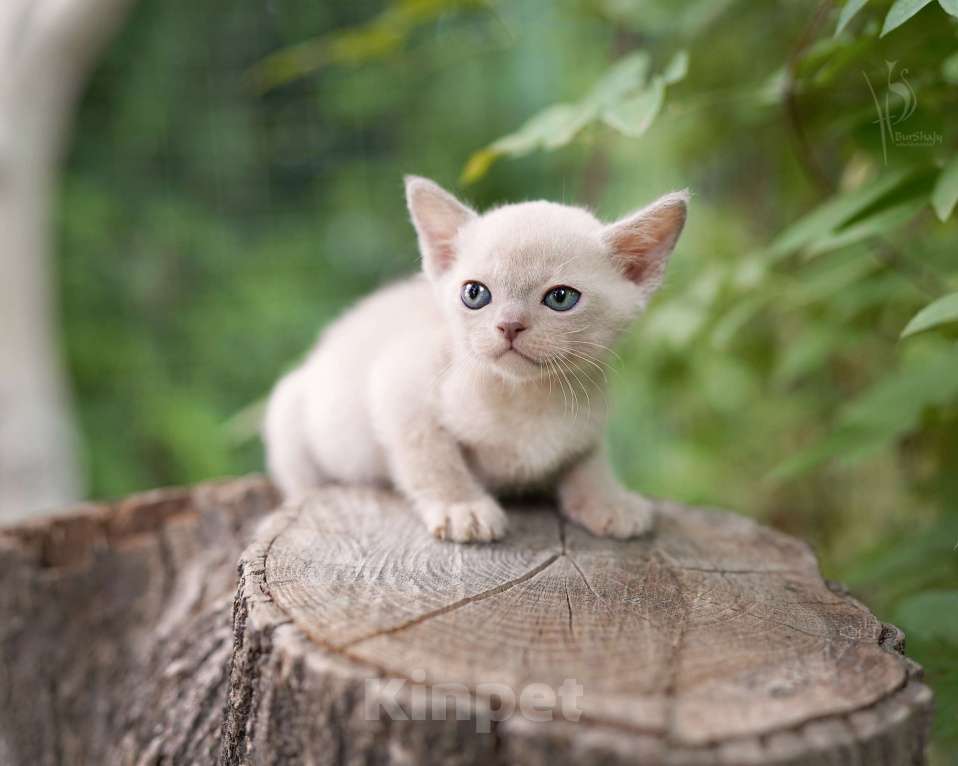 Кошки в Москве: Европейская Бурма лиловый Мальчик Мальчик, Бесплатно - фото 4