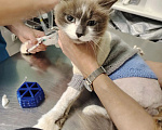 Кошки в Жуковском: Кошка Ливи брошена Девочка, Бесплатно - фото 9