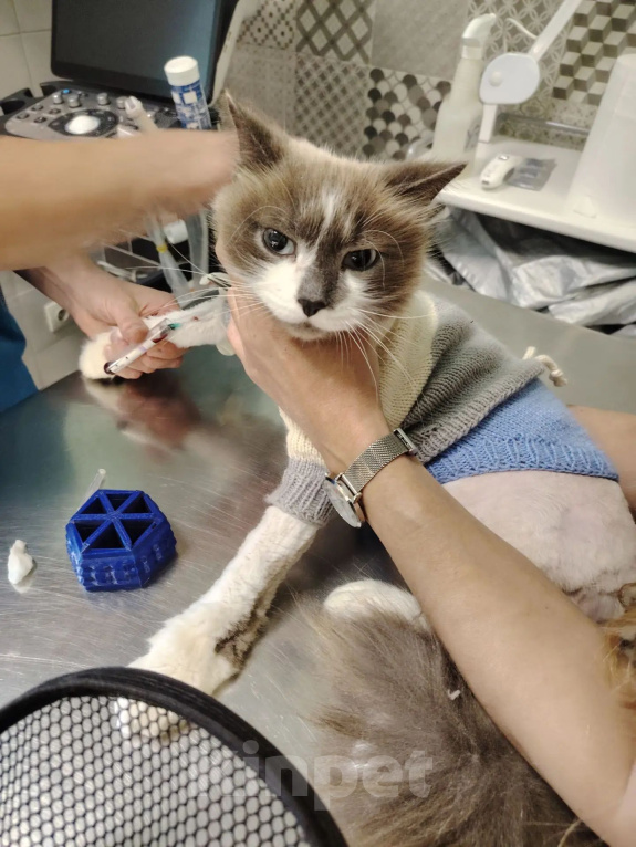 Кошки в Жуковском: Кошка Ливи брошена Девочка, Бесплатно - фото 9