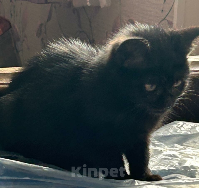 Кошки в Москве: Черный котенок в дар Мальчик, Бесплатно - фото 5
