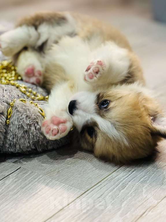 Собаки в Краснозаводске: Продажа щенков корги Девочка, Бесплатно - фото 1