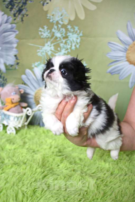 Собаки в Москве: Щенок мальчик японского хина с документами РКФ Мальчик, 25 000 руб. - фото 2