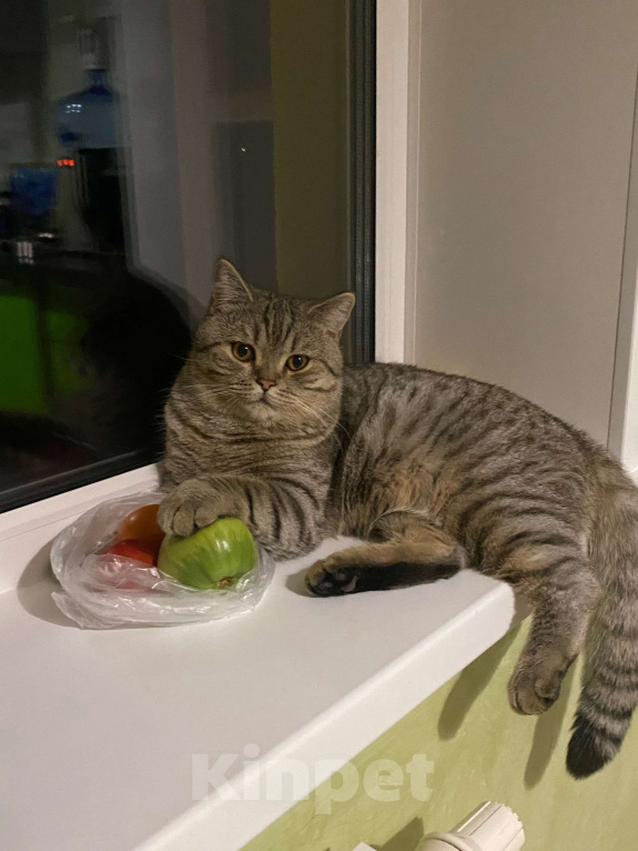 Кошки в Перми: Британский кот Мальчик, Бесплатно - фото 1