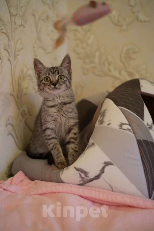 Кошки в Москве: Малышка Мелисса ищет семью Девочка, Бесплатно - фото 5