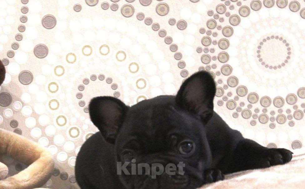 Собаки в Иркутске: Французские щенята  Девочка, 19 000 руб. - фото 3