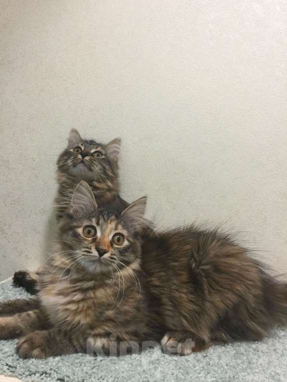 Кошки в Санкт-Петербурге: Сибирские котята Девочка, 45 000 руб. - фото 6