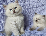 Кошки в Новосибирске: Кошечка блюшечка Девочка, Бесплатно - фото 3