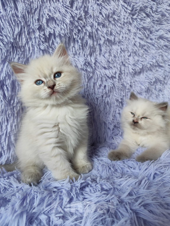 Кошки в Новосибирске: Кошечка блюшечка Девочка, Бесплатно - фото 3