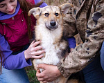 Собаки в Москве: Скромный, небольшой мальчик в добрые руки Мальчик, Бесплатно - фото 6
