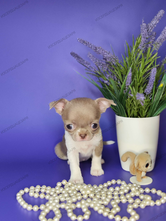 Собаки в Москве: Мини девочка чихуахуа  Девочка, Бесплатно - фото 1