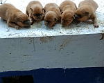 Собаки в Рязани: Сука Карельской лайки от рабочих родителей  Девочка, 40 000 руб. - фото 2
