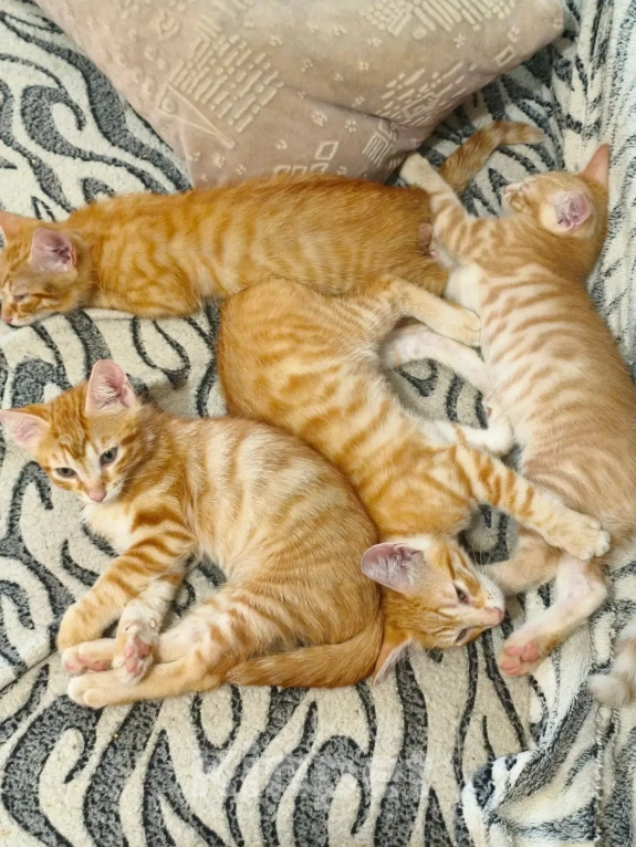 Кошки в Санкт-Петербурге: Котята 2 месяца Мальчик, Бесплатно - фото 1