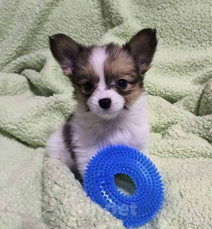 Собаки в Липецке: Папийон девочка соболь  Девочка, Бесплатно - фото 1