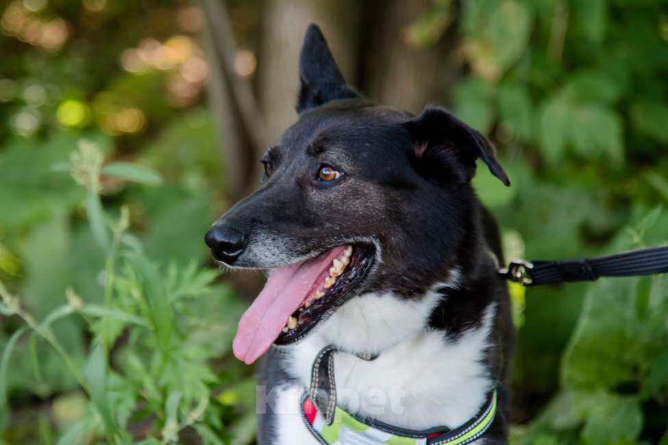 Собаки в Москве: Драгоценная Фани Девочка, Бесплатно - фото 2