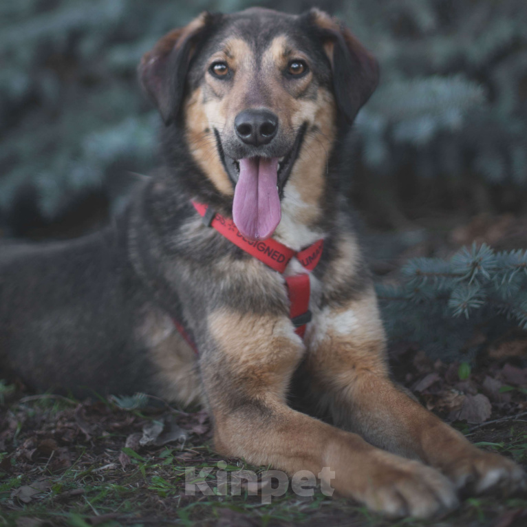 Собаки в Москве: Миса Девочка, Бесплатно - фото 3