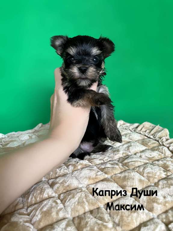 Собаки в Сосновом Бору: Мальчик йорктиз Максим ( документы НРКА) Мальчик, 37 000 руб. - фото 4