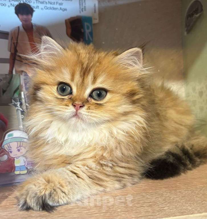 Кошки в Москве: Шотландская девочка Девочка, 35 000 руб. - фото 4