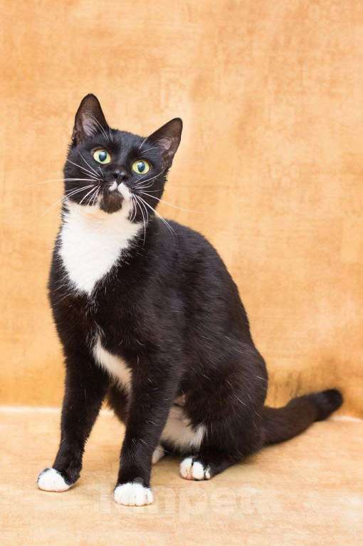 Кошки в Москве: Уютная Яся, хранительница очага Девочка, Бесплатно - фото 1