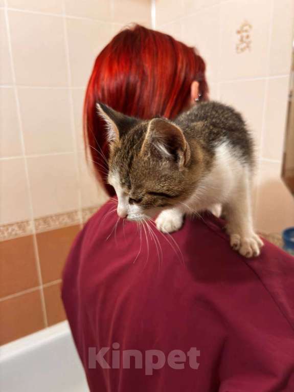 Кошки в Саратове: Отдадим в добрые руки, мальчика Мазура  Мальчик, Бесплатно - фото 1