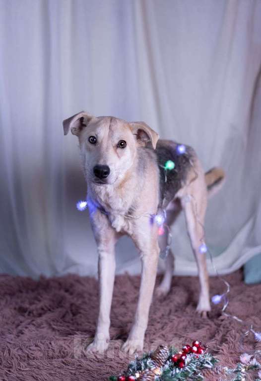 Собаки в других городах Московской области: Барри мальчик Мальчик, Бесплатно - фото 8