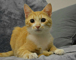 Кошки в Санкт-Петербурге: Рыженький скромный и игривый ласкуша Мальчик, Бесплатно - фото 2