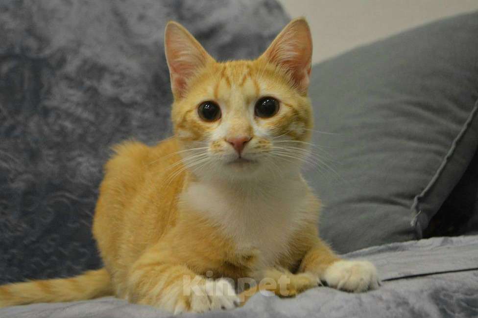Кошки в Санкт-Петербурге: Рыженький скромный и игривый ласкуша Мальчик, Бесплатно - фото 2