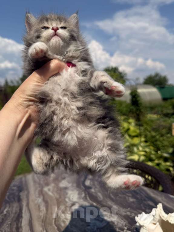 Кошки в Казани: Котята курильского бобтейла Разнополые, 20 000 руб. - фото 5