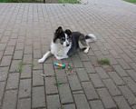 Собаки в Москве: Пес ищет хозяина... Мальчик, Бесплатно - фото 1