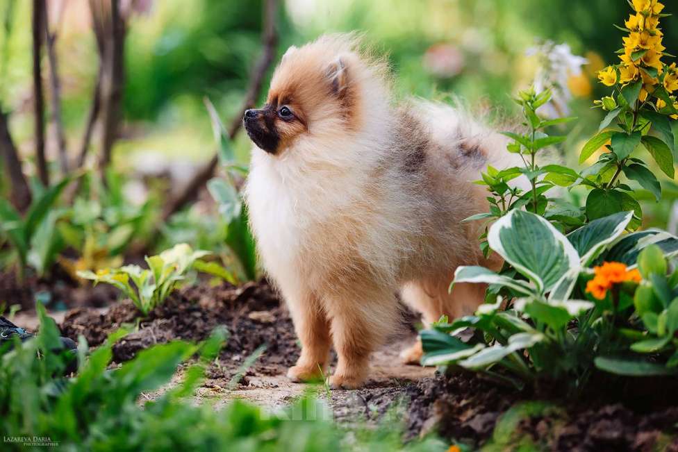 Собаки в Москве: Щенки  шпица (малого) Мальчик, 70 000 руб. - фото 2