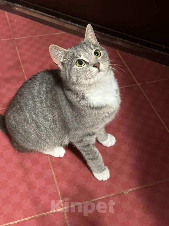 Кошки в Москве: Кошечка Ася в добрые руки Девочка, Бесплатно - фото 1