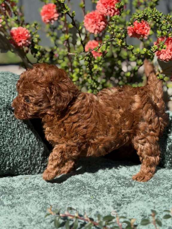 Собаки в Нижнем Новгороде: Той-пудель, щенок Мальчик, 150 000 руб. - фото 10