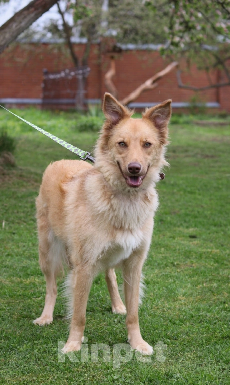 Собаки в Москве:  Эмми ищет дом  Девочка, Бесплатно - фото 3