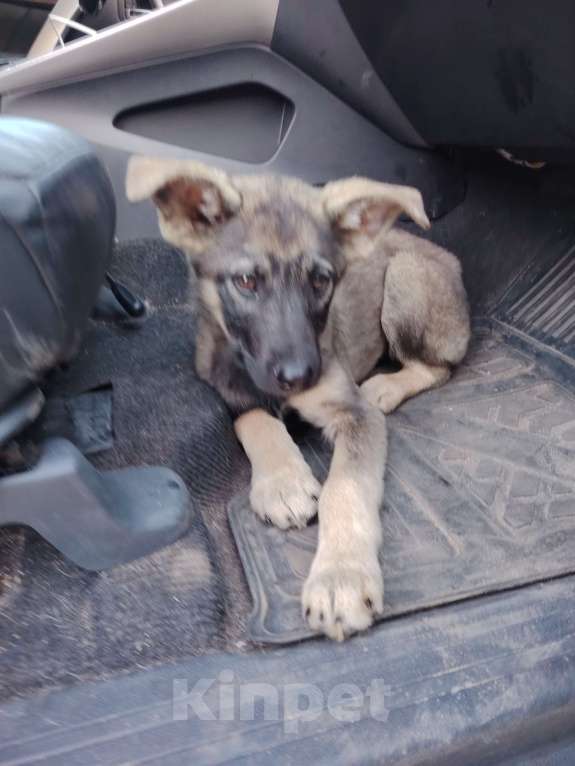 Собаки в Москве: Щенок-мальчик ищет дом Мальчик, Бесплатно - фото 6