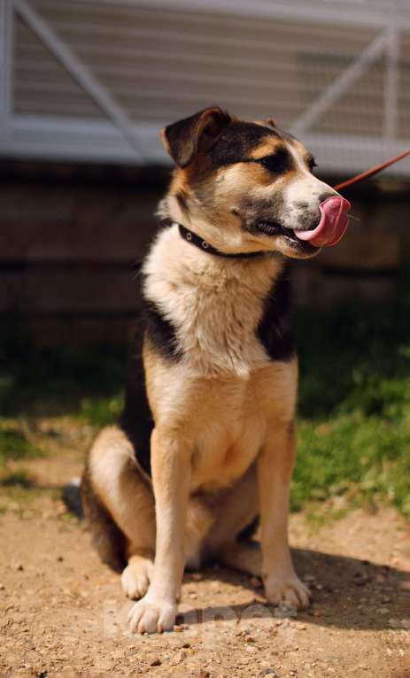 Собаки в Москве: Дарвин, собака-улыбака из приюта Мальчик, Бесплатно - фото 4