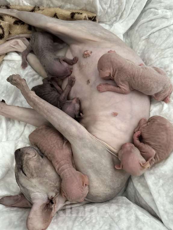 Кошки в Стерлитамаке: Котята донского сфинкса  Девочка, 6 500 руб. - фото 7