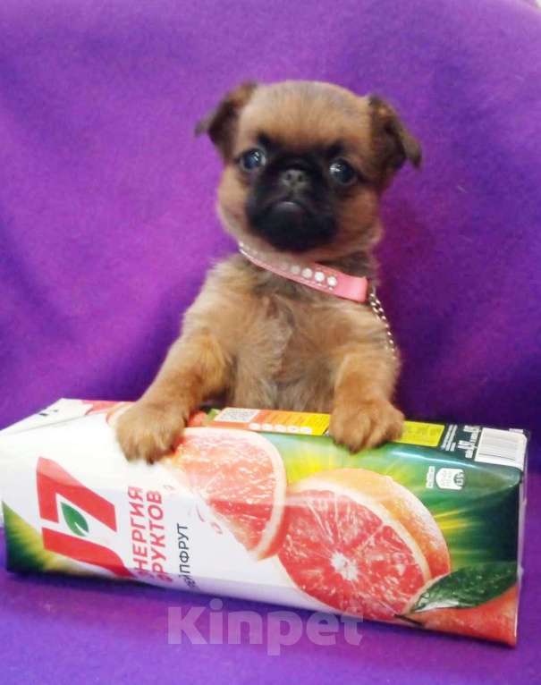 Собаки в Москве: Пти-брабансон чудесный мальчик Мальчик, 50 000 руб. - фото 3