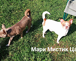 Собаки в Санкт-Петербурге: Милейший чихуахуа белый с рыжими пятнами Мальчик, 25 000 руб. - фото 3
