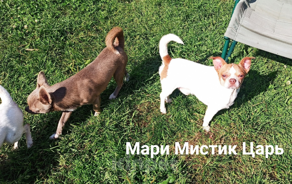 Собаки в Санкт-Петербурге: Милейший чихуахуа белый с рыжими пятнами Мальчик, 25 000 руб. - фото 3