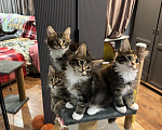 Кошки в Ростове-на-Дону: коты Мальчик, 25 000 руб. - фото 2
