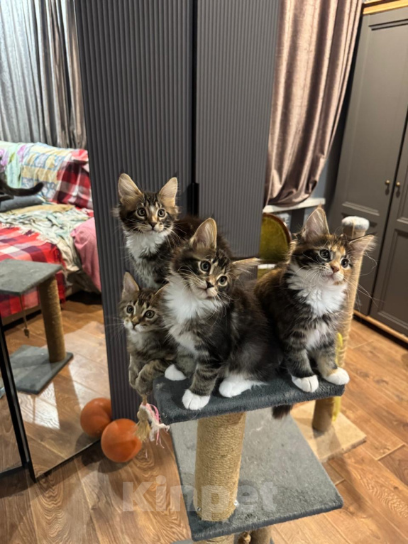 Кошки в Ростове-на-Дону: коты Мальчик, 25 000 руб. - фото 2