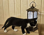 Кошки в Серпухове: Чудо котенок от кошки мышеловки Черно-белый  Мальчик, 1 руб. - фото 3