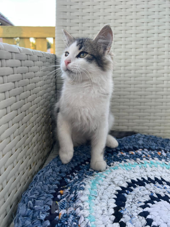 Кошки в Москве: Котик ищет дом Мальчик, Бесплатно - фото 1