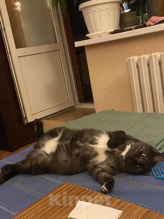 Кошки в Москве: Дымчатая британка Варя ищет дом Девочка, Бесплатно - фото 4