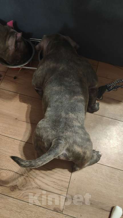 Собаки в Владивостоке: Топовые щенки породы Аммериканских Булли Мальчик, 150 000 руб. - фото 6