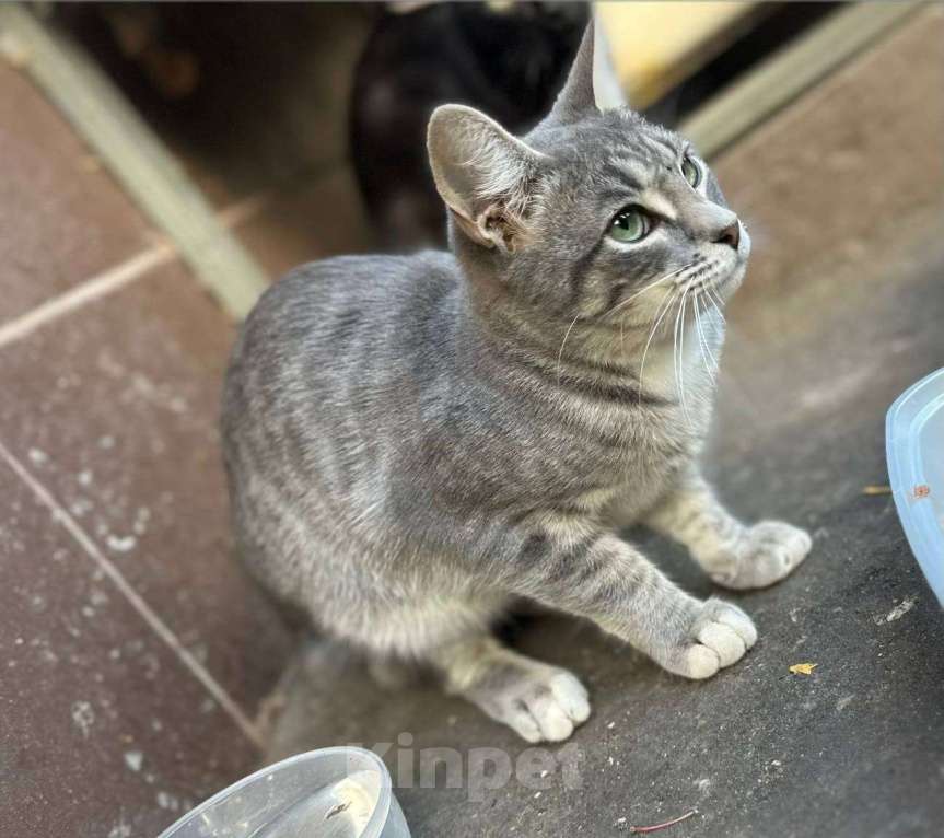 Кошки в Москве: Василиса - гордая леди Девочка, Бесплатно - фото 5